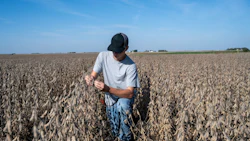 A midwest farmer checks soybeans before harvest. Photo: iStock/DS70