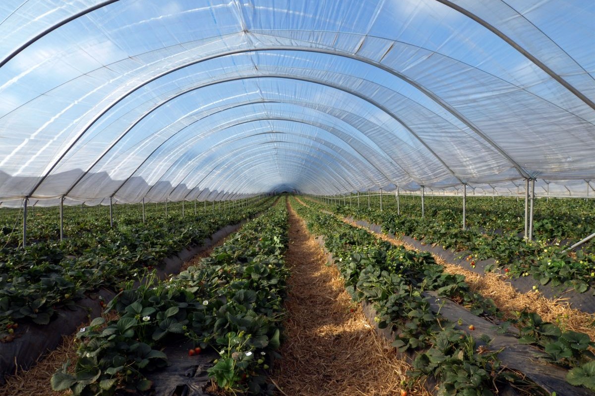Strawberries growing in a polytunnel in Scotland. Photo: iStock/Gannet77