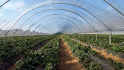 Strawberries growing in a polytunnel in Scotland. Photo: iStock/Gannet77