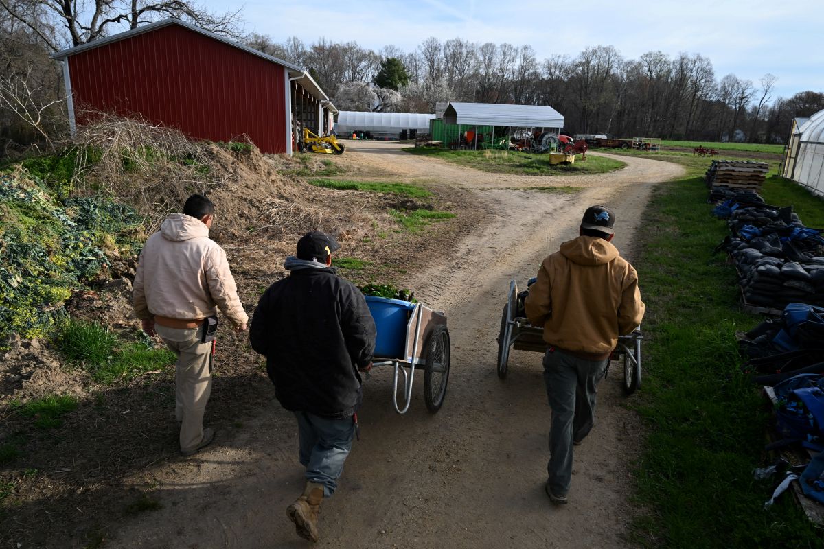 Workers push carts with freshly picked chard at a farm in Leonardtown, Maryland. Photographer: Matt McClain/Bloomberg