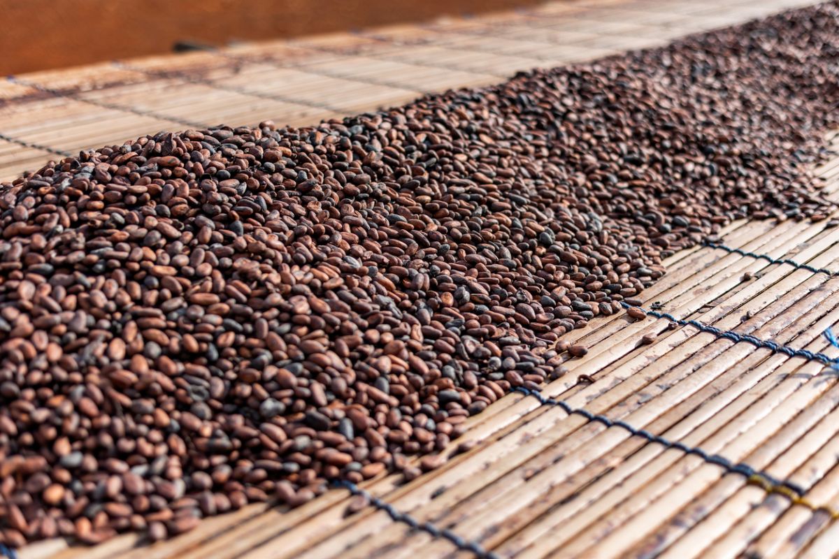 Too much of a good thing? Cocoa beans dry in the sun in Ghana. Photo: iStock/ROGER YEBUAH
