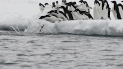 Photo: iStock/Jacynthroode