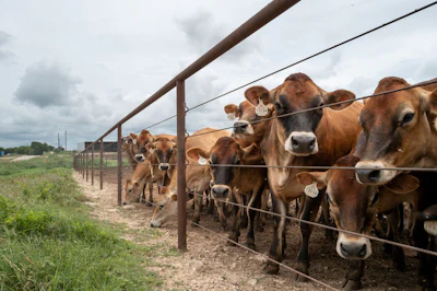 Cattle in a stable in Hamilton, Texas. Photographer: Brandon Bell/Getty Images