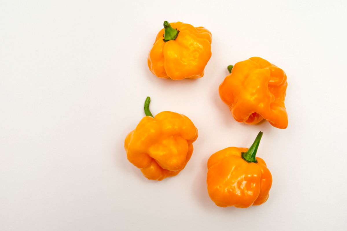 Scotch bonnet peppers. Photo: iStock/Jun Zhang