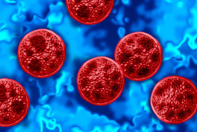 Cyclospora cayetanensis. Photo: iStock/wildpixel