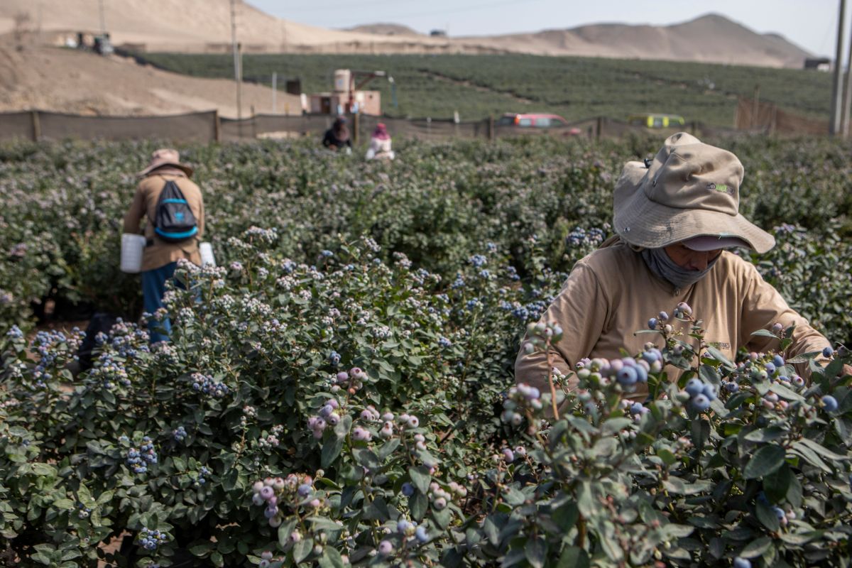 Workers harvest blueberries at a farm near Huacho, Huaura Valley, Peru, on July 25. El Niño has formed across the equatorial Pacific, setting the stage for months of droughts, floods and temperature fluctuations that will threaten communities worldwide, along with agriculture and energy. Photographer: Marco Garro/Bloomberg
