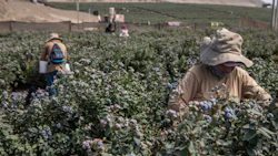 Workers harvest blueberries at a farm near Huacho, Huaura Valley, Peru, on July 25. El Niño has formed across the equatorial Pacific, setting the stage for months of droughts, floods and temperature fluctuations that will threaten communities worldwide, along with agriculture and energy. Photographer: Marco Garro/Bloomberg