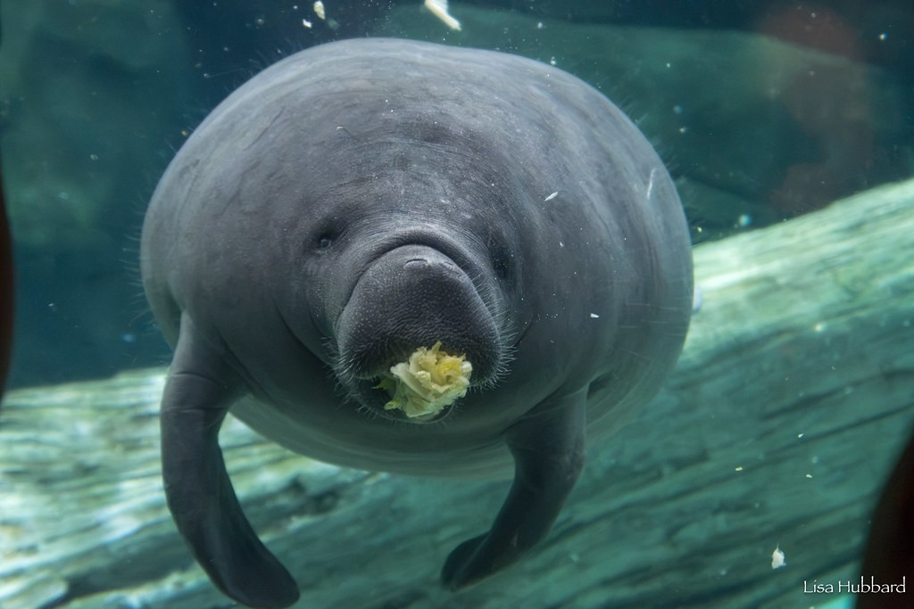 Hundo the manatee, at Cincinnatti Zoo before his long journey to Jacksonville Zoo and Botanical Gardens in Florida. Photo: Lisa Hubbard