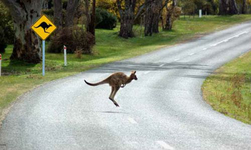Volvo&rsquo;s Large Animal Detection doesn&rsquo;t work for kangaroos, apparently, due to the animals&rsquo; unique method of locomotion. The company is currently working on a solution.