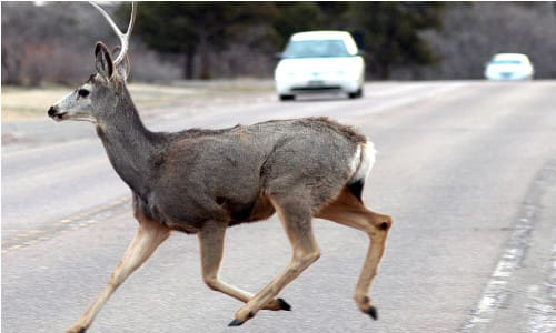Animal collision