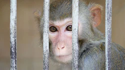 A group of java monkeys were exposed to diesel emissions from a Volkswagen beetle for four hours while another group was exposed to emissions from a Ford pickup truck.