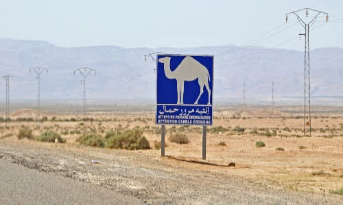 Camel crossing signs are as common in the Middle East as deer crossings here.