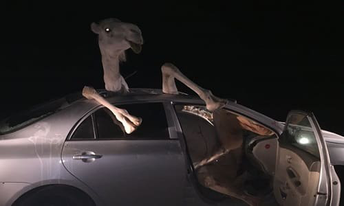 images_camel-car-crash-medium