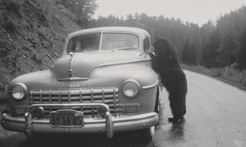 'Oh bother,' said Pooh. 'I appear to have forgotten the keys. A Colorado man was surprised to discover a bear had opened his car's doors.