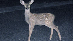 images_deer