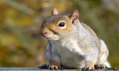 images_squirrel