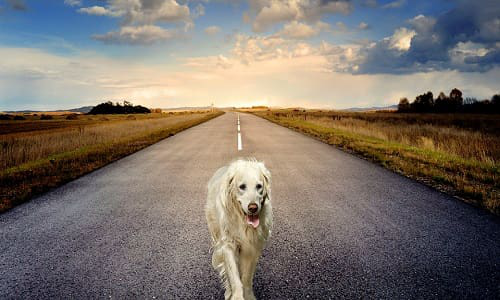 images_1552327734___dog3640784_960_720