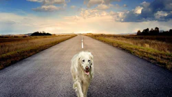 images_1552327734___dog3640784_960_720