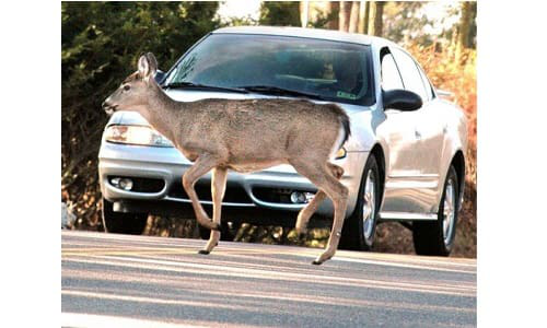 images_deer