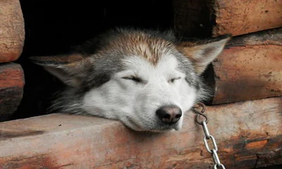 images_husky-1820366_960_720