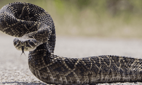 images_rattle_snake
