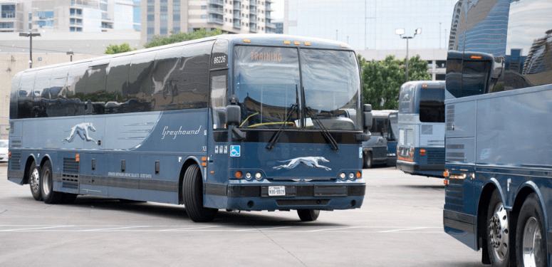 greyhound