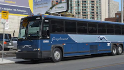 greyhound