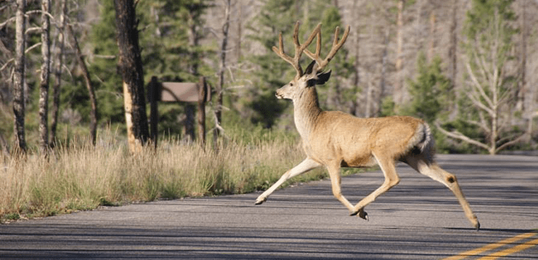 deercrossing