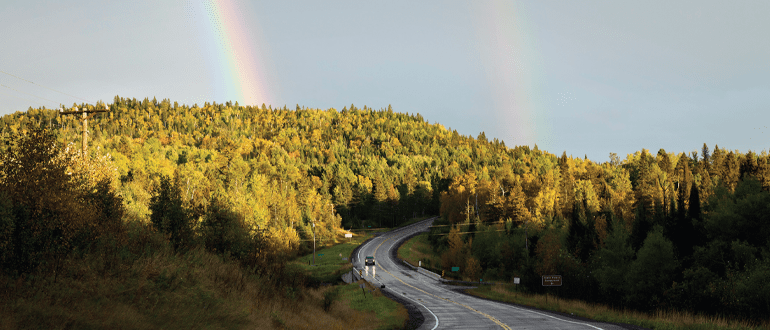 tree rainbow