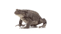 toad