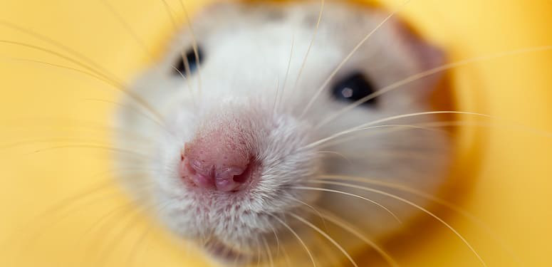 Closeup of funny white domestic rat with long whiskers sitting i