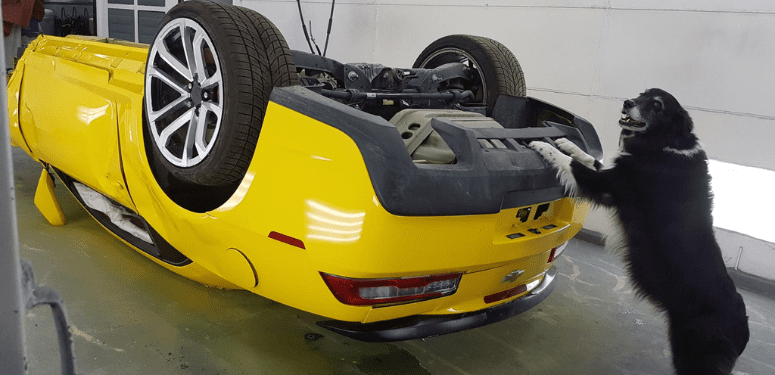 pets of the bodyshop