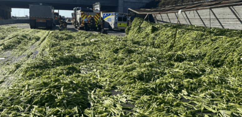celery