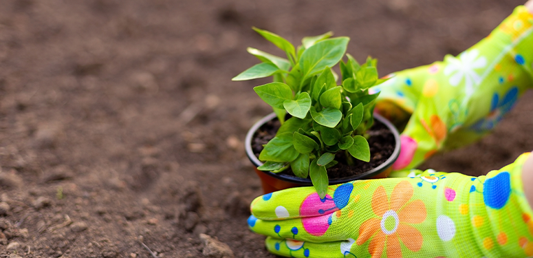 PLANTING POT