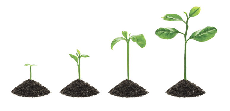 plant growing img_