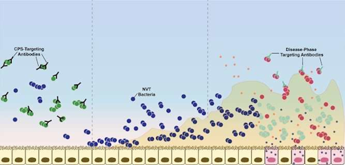 The image illustrates how only bacteria that leave the colony are attacked by the vaccine. / Image: Jones