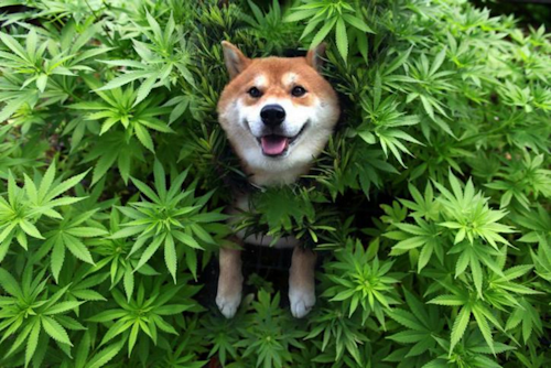 Canine Cannabis / Image: Cannasos