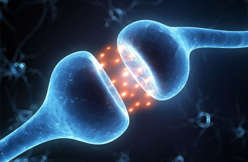 Brain Neuron Receptor