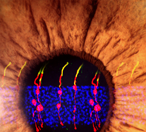 Researchers have discovered a way to reverse congenital blindness in mice by generating rod photoreceptors. / Image: NIH