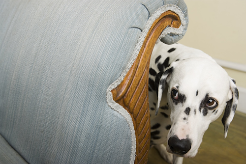 Pexion helps dogs relax. / Image: Getty Images