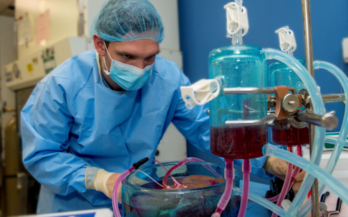 Frozen Transplants / Image: Harvard Medical School