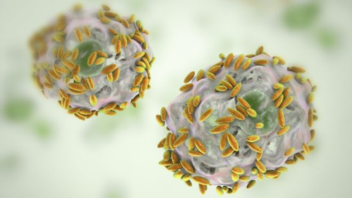 Bacteria / Image: Getty Images