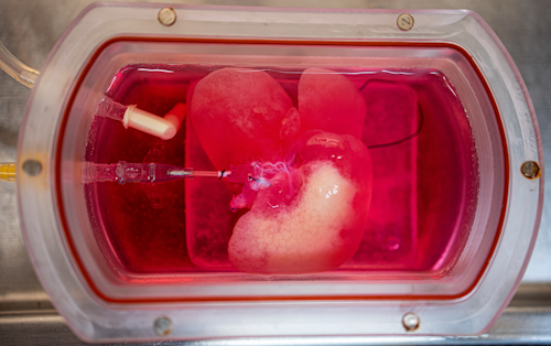 Mini Liver
