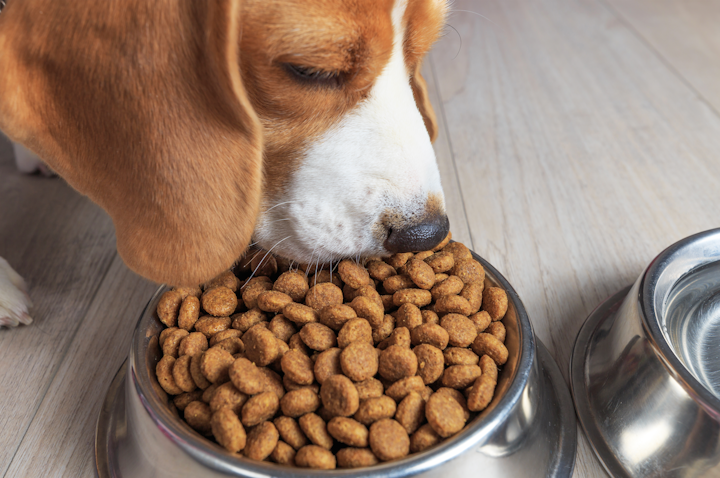 El extenso concepto de “amigable con las mascotas” ha alcanzado un nuevo nivel en México, donde es posible encontrar restaurantes en los que los perros son, además de bienvenidos, los clientes principales.