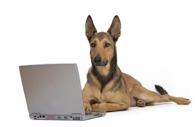 dog-laptop-Malinois