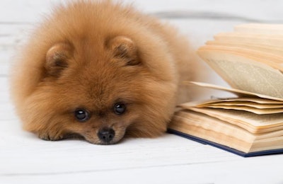 Pomeranian With Book