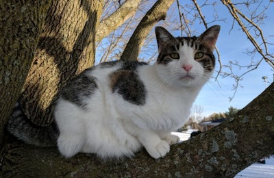 Cat In Tree