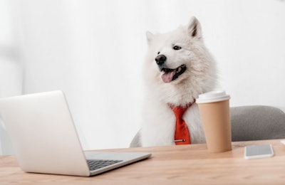 Dog Business Office Computer