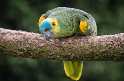 Blue Fronted Amazon Parrot Bird