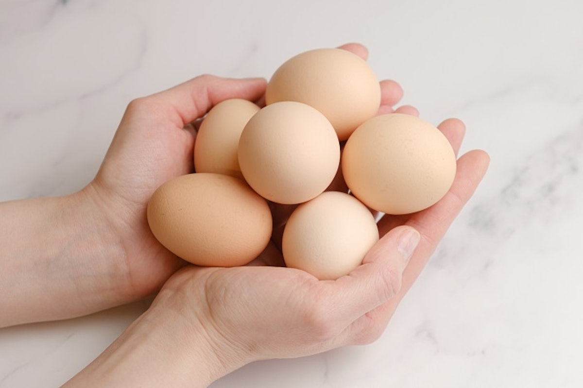 Researchers develop chickens that produce allergen-free eggs